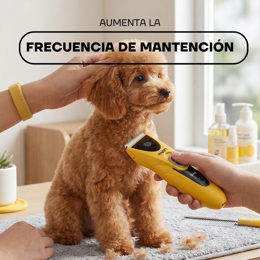 Corte de pelo a un caniche en casa con la máquina PT305 amarilla
