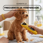 Corte de pelo a un caniche en casa con la máquina PT305 amarilla