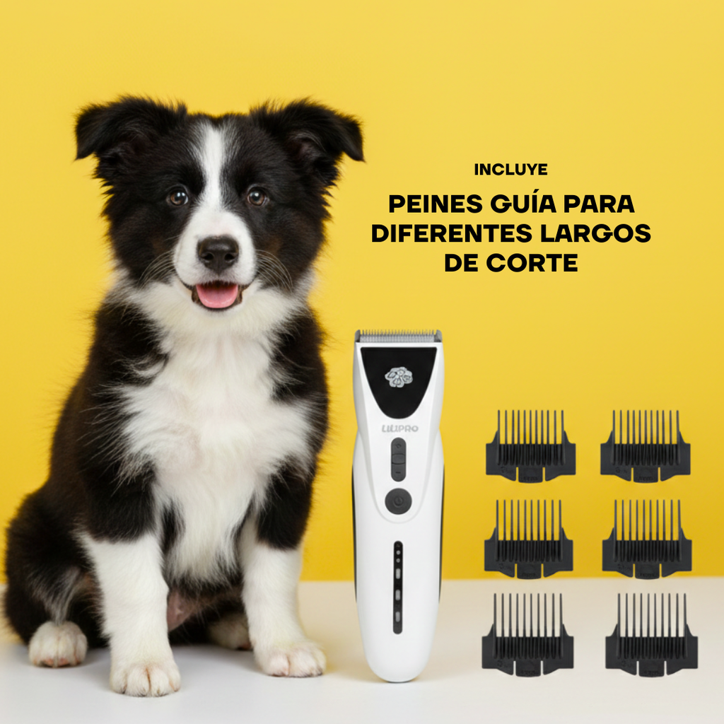 Cachorro border collie junto a la máquina de cortar pelo PT306 y sus peines guía para distintos largos