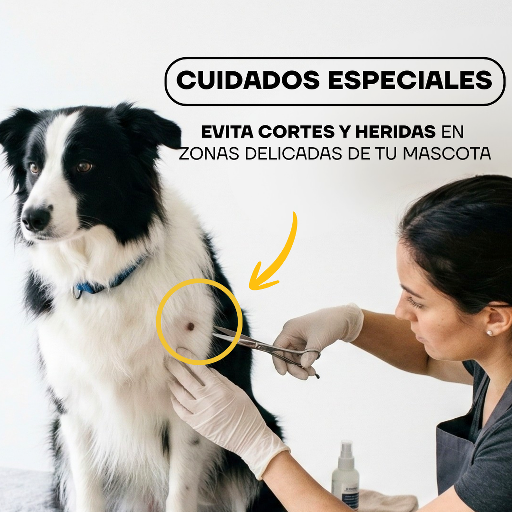 Peluquera canina revisando la pata de un border collie: cuidado de zonas delicadas