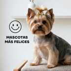 Yorkshire recién peinado con moño: mascotas más felices