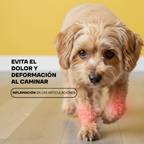 Caniche caminando: limar las uñas evita dolor y deformación al caminar