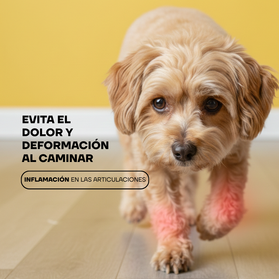 Caniche caminando: limar las uñas evita dolor y deformación al caminar