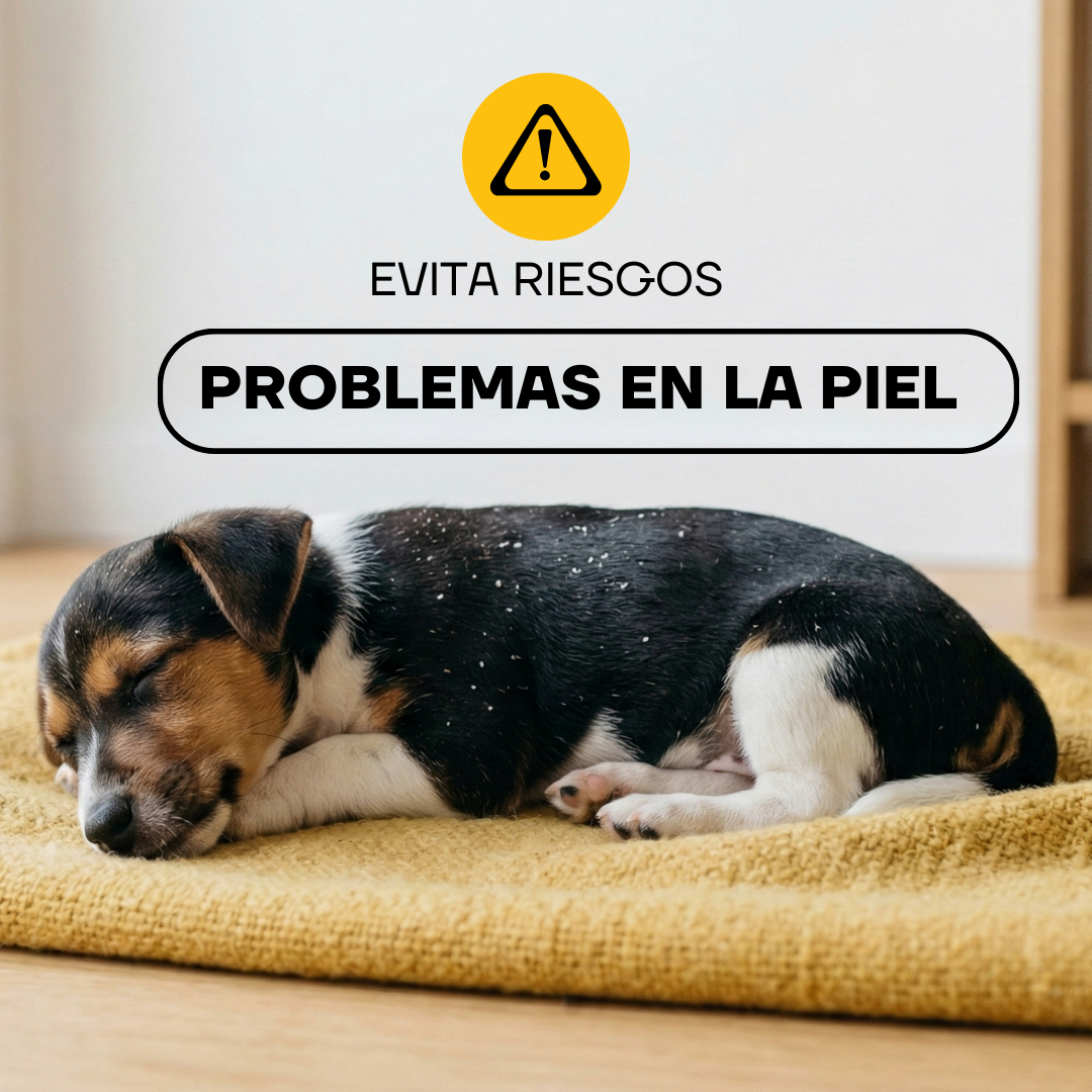 Cachorro descansando: el corte regular ayuda a prevenir problemas en la piel