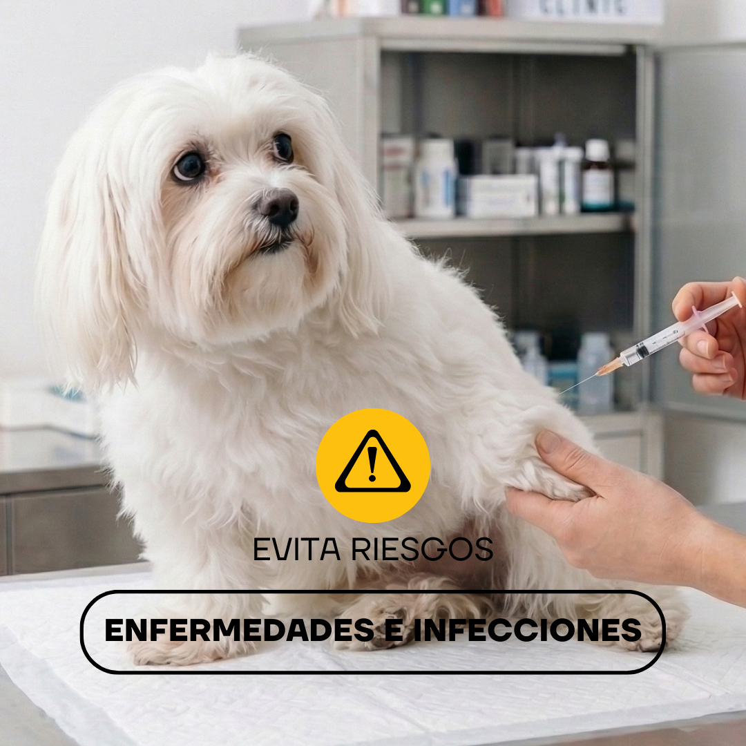 Perro maltés en la veterinaria: el pelo corto ayuda a prevenir infecciones