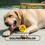 Labrador con calor: el pelo corto ayuda a evitar golpes de calor