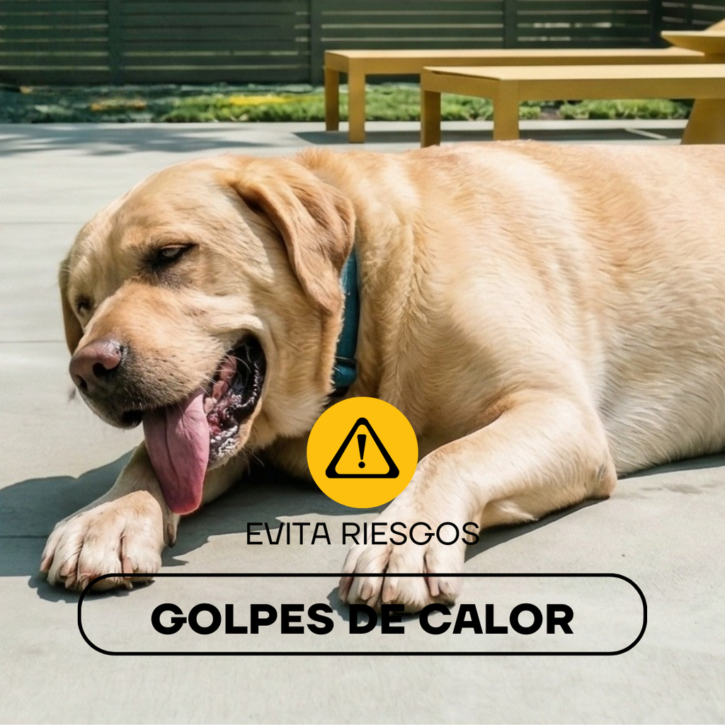Labrador con calor: el pelo corto ayuda a evitar golpes de calor