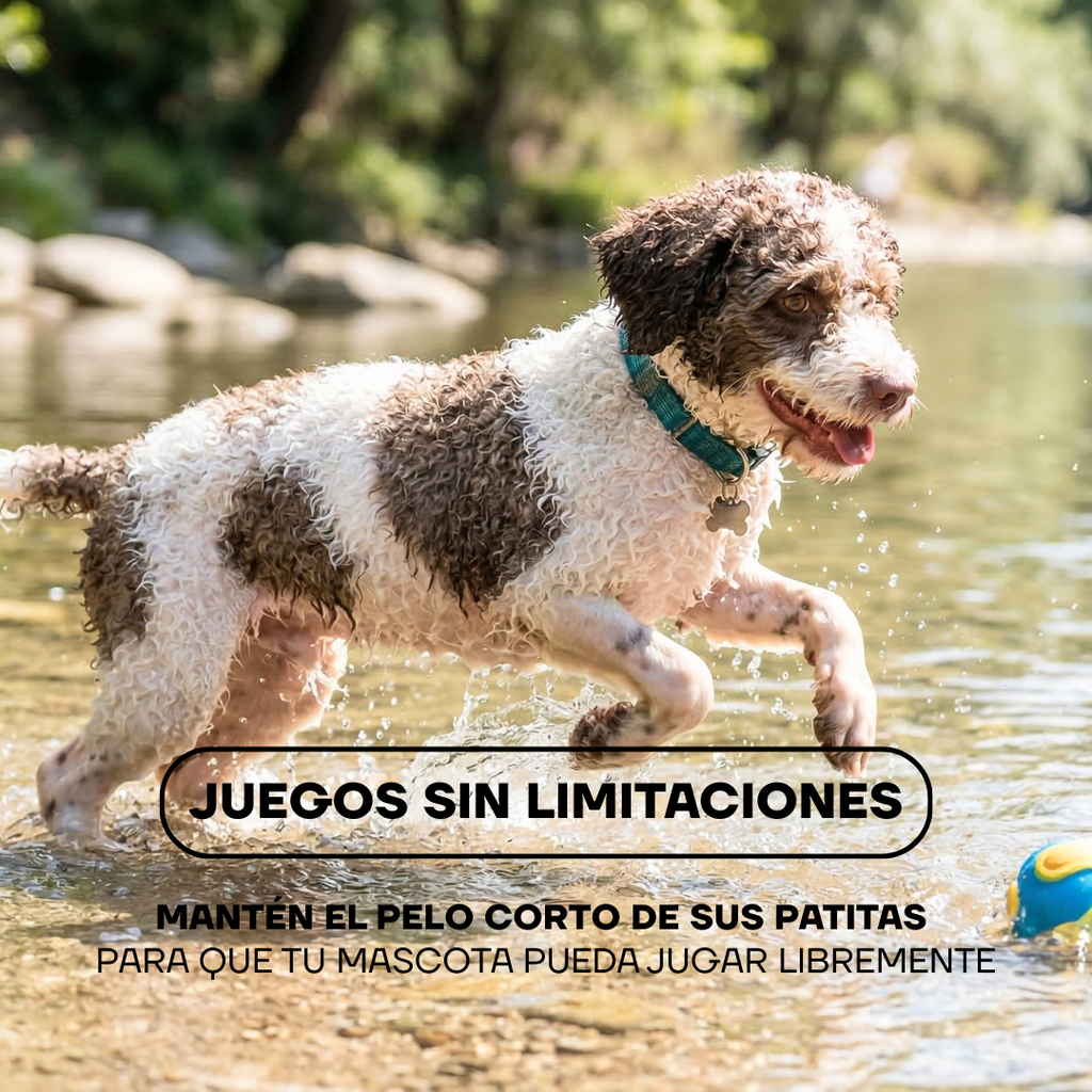 Perro jugando en el agua: pelo corto en las patitas para jugar sin limitaciones