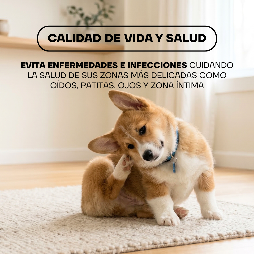 Corgi rascándose: recortar zonas delicadas ayuda a evitar enfermedades e infecciones