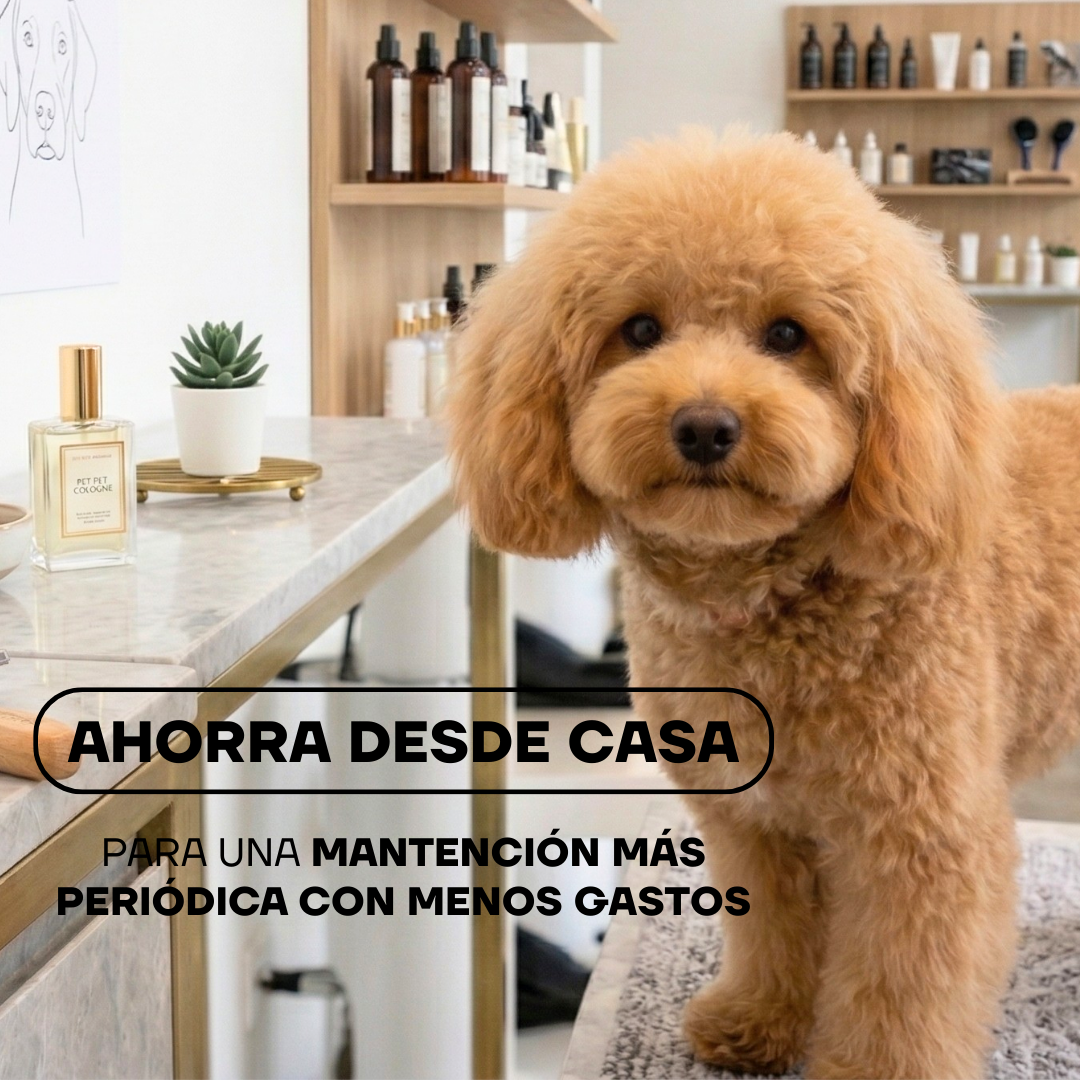 Caniche peinado en casa: mantenimiento periódico sin turno en la peluquería canina
