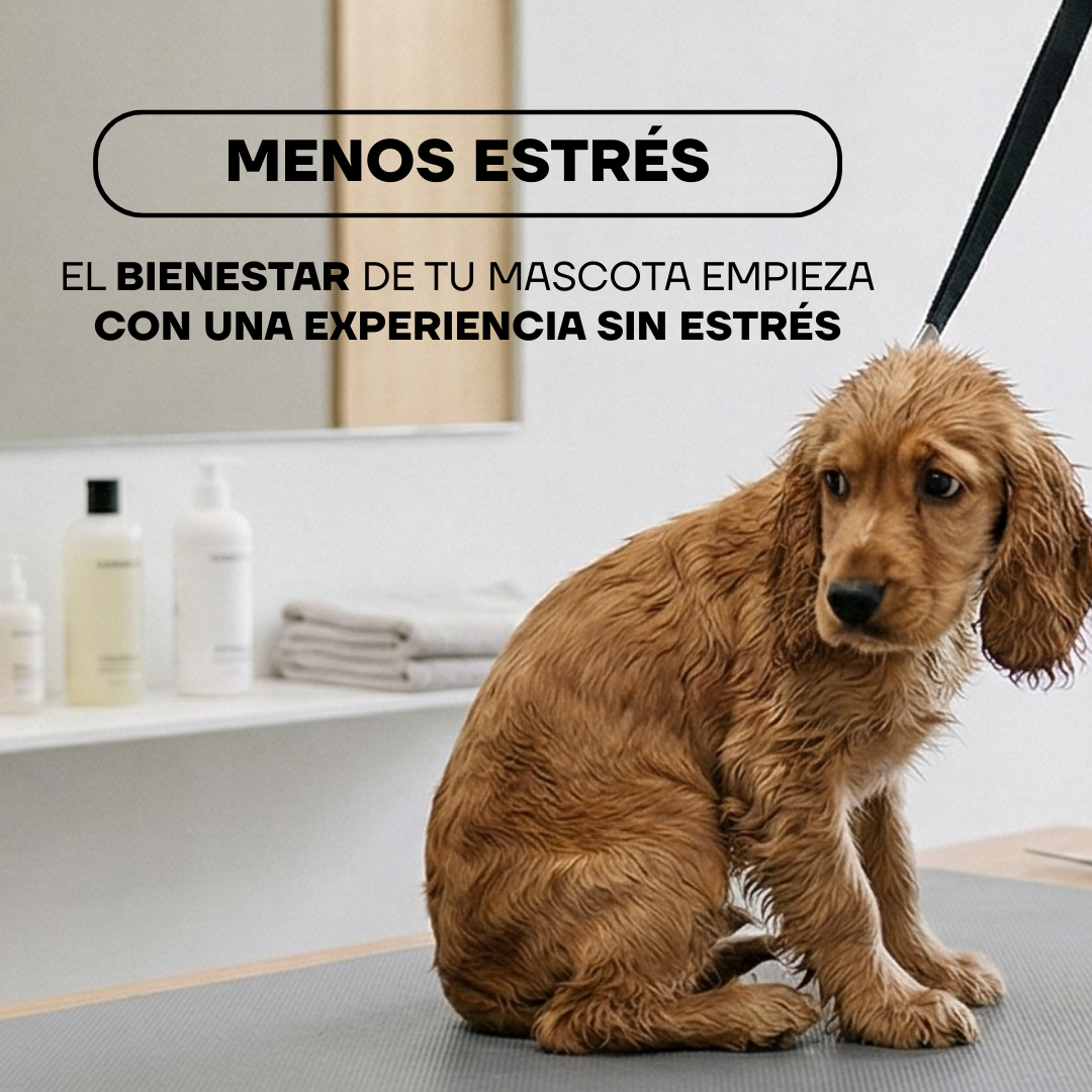 Cocker spaniel en mesa de peluquería canina: una experiencia sin estrés